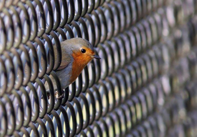 birds, Animals HD Wallpaper Desktop Background
