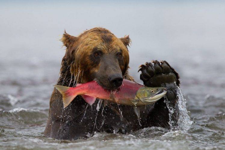 bears, Animals, Fish HD Wallpaper Desktop Background