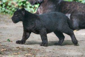 wild Cat, Wildlife, Panther, Black Panther, Baby Animals, Cubs