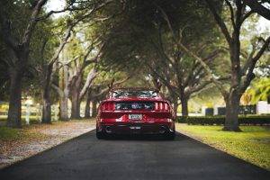mustang Gt500, Ford, Nature, Rear View, Ford Mustang Shelby, Muscle Cars