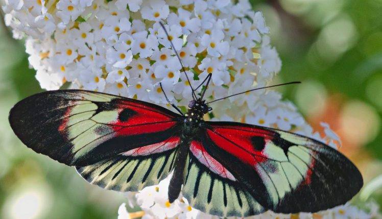 macro, Animals, Lepidoptera HD Wallpaper Desktop Background