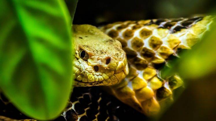 macro, Animals, Snake, Reptile HD Wallpaper Desktop Background