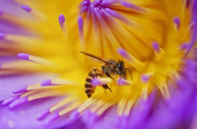 flowers, Macro, Animals, Hymenoptera, Bees, Insect HD Wallpaper Desktop Background