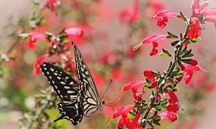 flowers, Macro, Animals, Lepidoptera, Insect HD Wallpaper Desktop Background