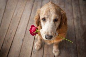 dog, Animals, Rose, Flowers