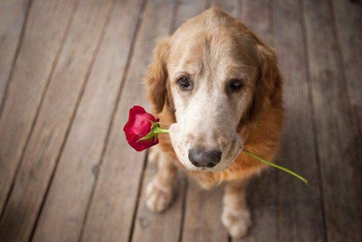 dog, Animals, Rose, Flowers HD Wallpaper Desktop Background
