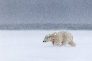 animals, Polar Bears, Snow, Mammals