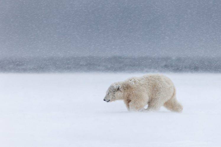 animals, Polar Bears, Snow, Mammals HD Wallpaper Desktop Background