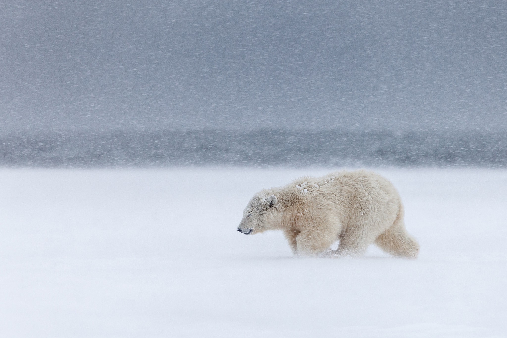 animals, Polar Bears, Snow, Mammals Wallpaper