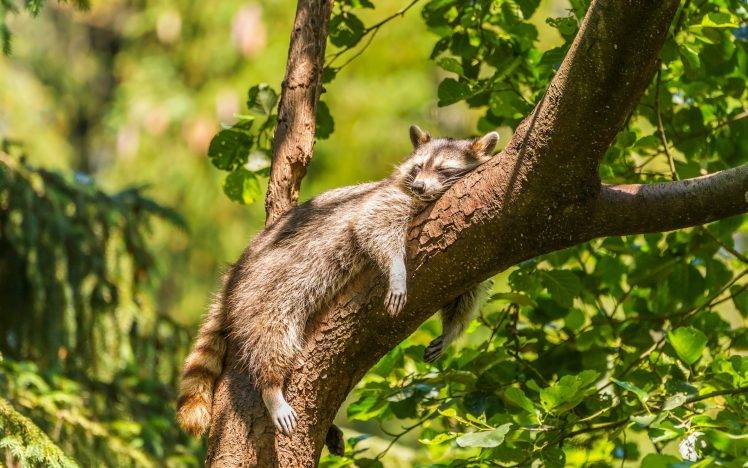 animals, Raccoons, Mammals HD Wallpaper Desktop Background