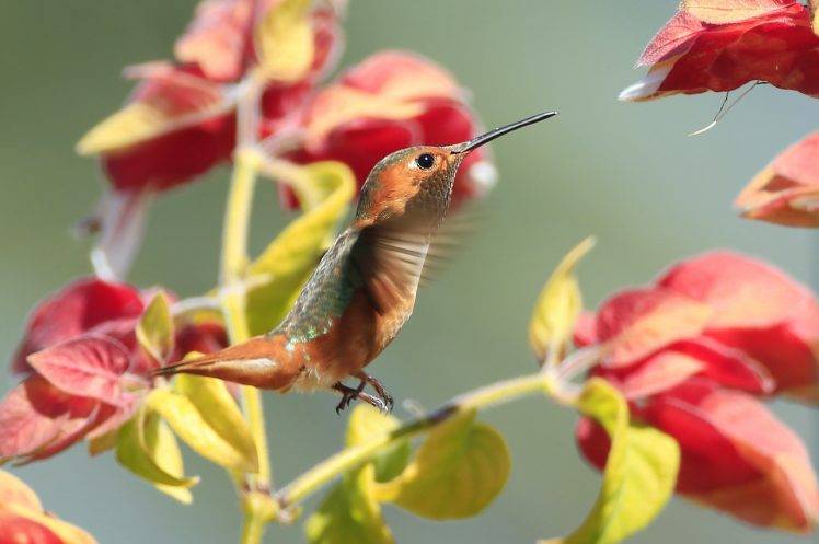 animals, Macro, Hummingbirds HD Wallpaper Desktop Background