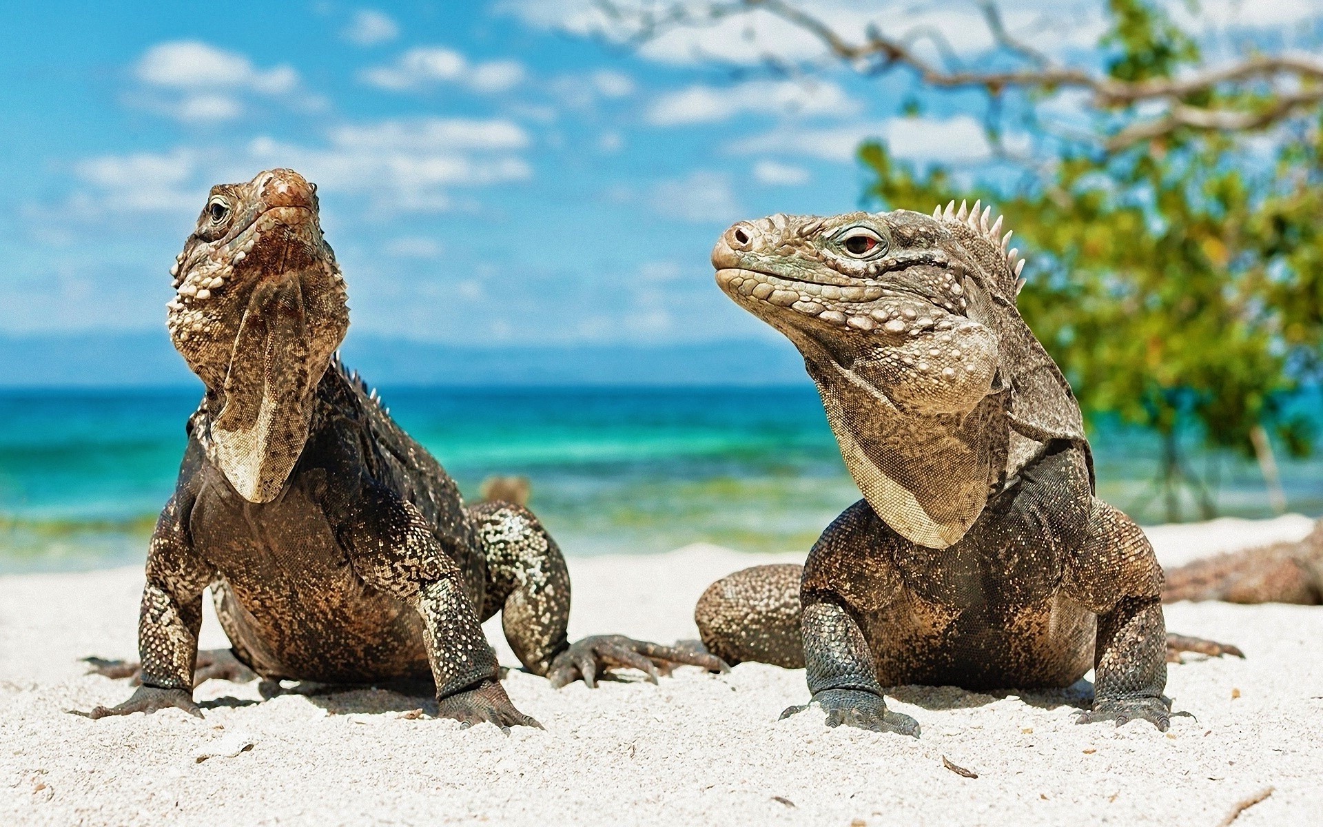 animals Beach Lizards Reptile Wallpapers HD Desktop 