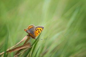 animals, Lepidoptera, Insect, Grass