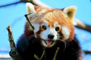 animals, Mammals, Red Panda