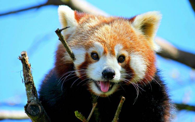 animals, Mammals, Red Panda HD Wallpaper Desktop Background