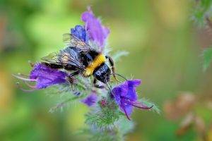 animals, Hymenoptera, Bumblebees, Insect, Macro, Flowers