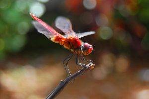 animals, Insect, Dragonflies, Macro