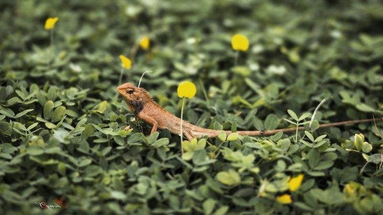 animals, Macro, Lizards HD Wallpaper Desktop Background