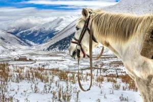 animals, Horse, Kazakhstan, Mountain, Snow