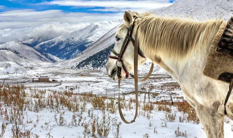 animals, Horse, Kazakhstan, Mountain, Snow HD Wallpaper Desktop Background