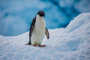 penguins, Nature, Ice, Snow, Animals