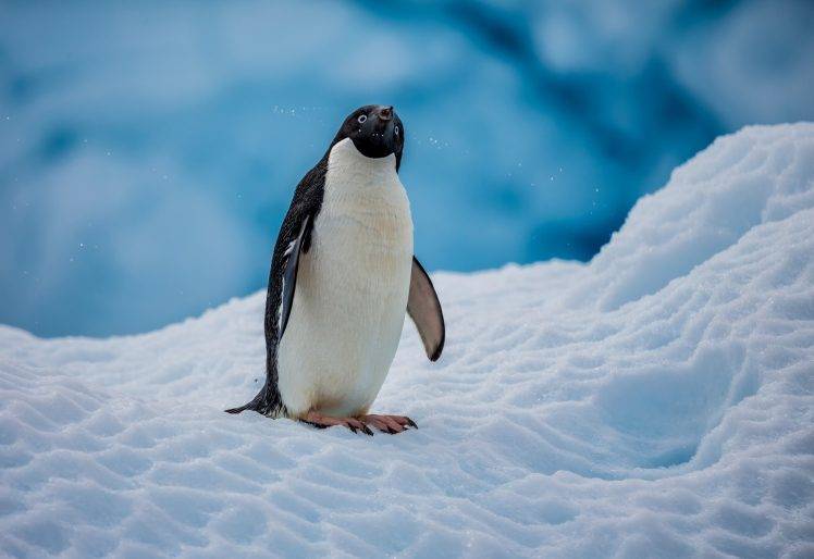 penguins, Nature, Ice, Snow, Animals Wallpapers HD / Desktop and Mobile  Backgrounds