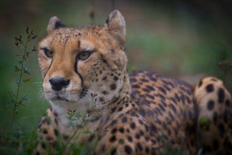 animals, Hunting, Wildlife, Wild Cat, Nature, Macro, Cheetah HD Wallpaper Desktop Background