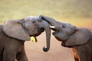 nature, Animals, Elephants