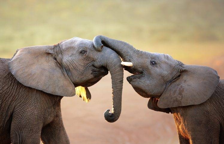 nature, Animals, Elephants HD Wallpaper Desktop Background