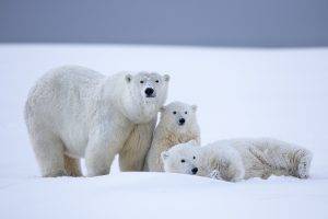 animals, Polar Bears, Snow