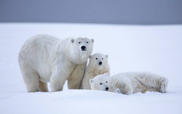 animals, Polar Bears, Snow HD Wallpaper Desktop Background