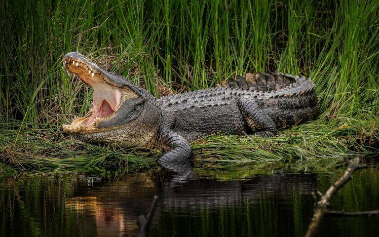 animals, Crocodiles HD Wallpaper Desktop Background