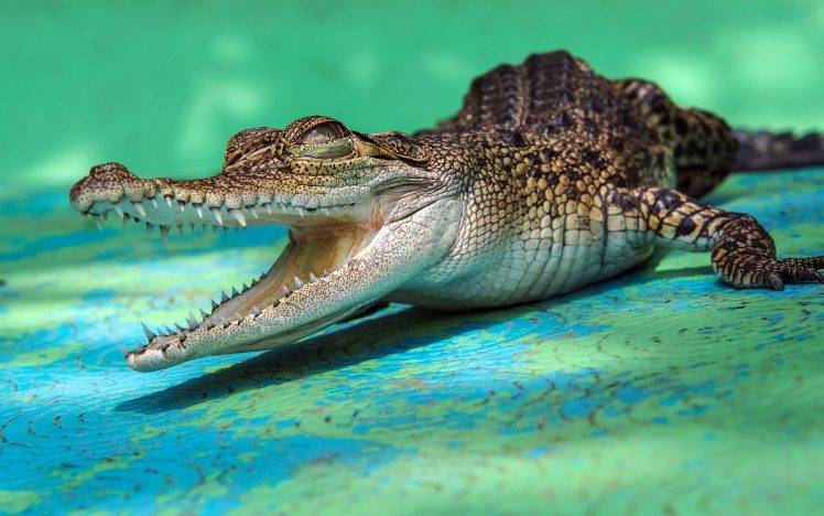 animals, Crocodiles HD Wallpaper Desktop Background