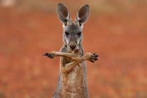 animals, Kangaroos