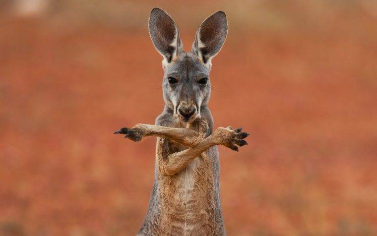 animals, Kangaroos HD Wallpaper Desktop Background