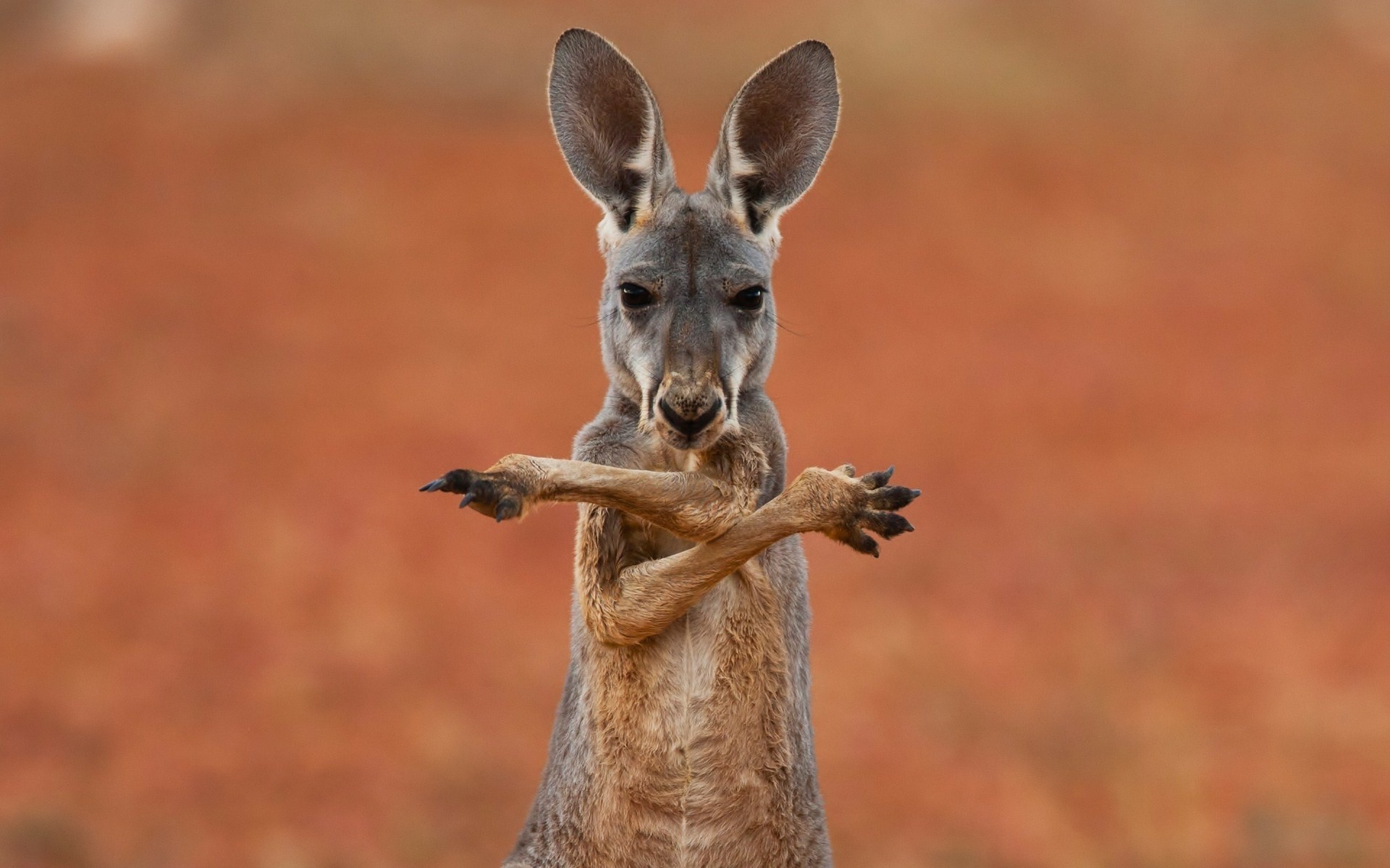 animals, Kangaroos Wallpaper