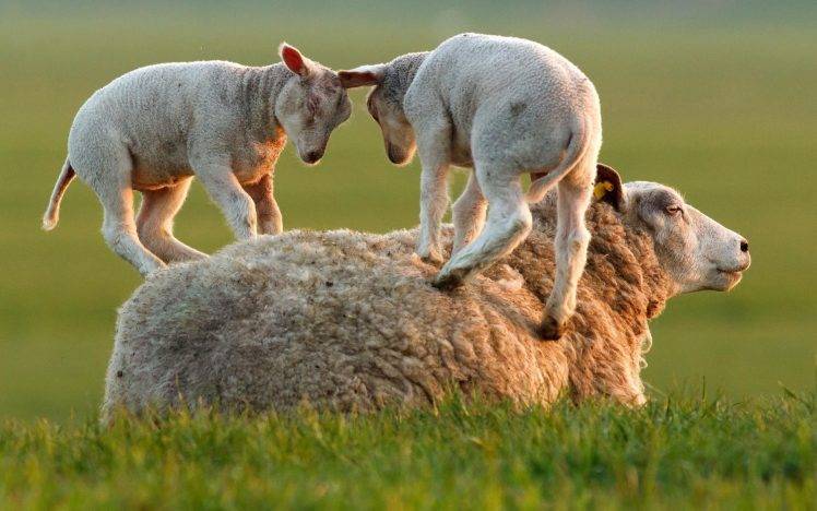 sheep, Lamb, Animals HD Wallpaper Desktop Background