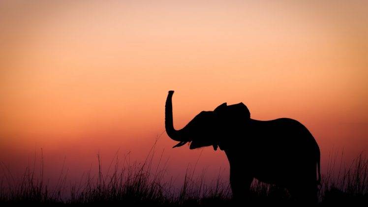 nature, Animals, Baby Animals, Elephants, Silhouette, Sunset, Grass, Alone, Minimalism HD Wallpaper Desktop Background