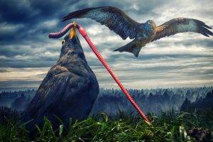 nature, Animals, Digital Art, Birds, Hawks, Worm, Humor, Flying, Grass, Trees, Forest, Clouds