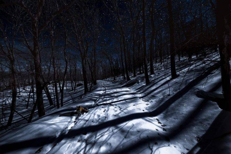 night, Winter, Trees, Animals, Fox HD Wallpaper Desktop Background