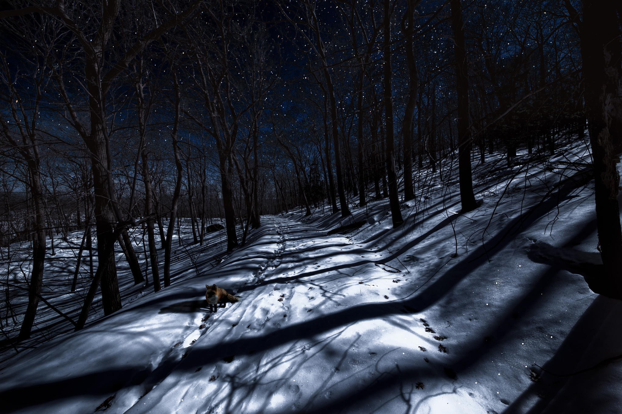 night, Winter, Trees, Animals, Fox Wallpaper