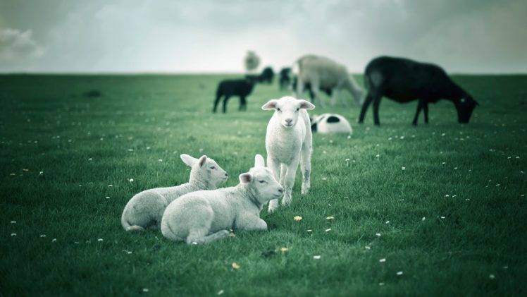 animals, Lamb HD Wallpaper Desktop Background