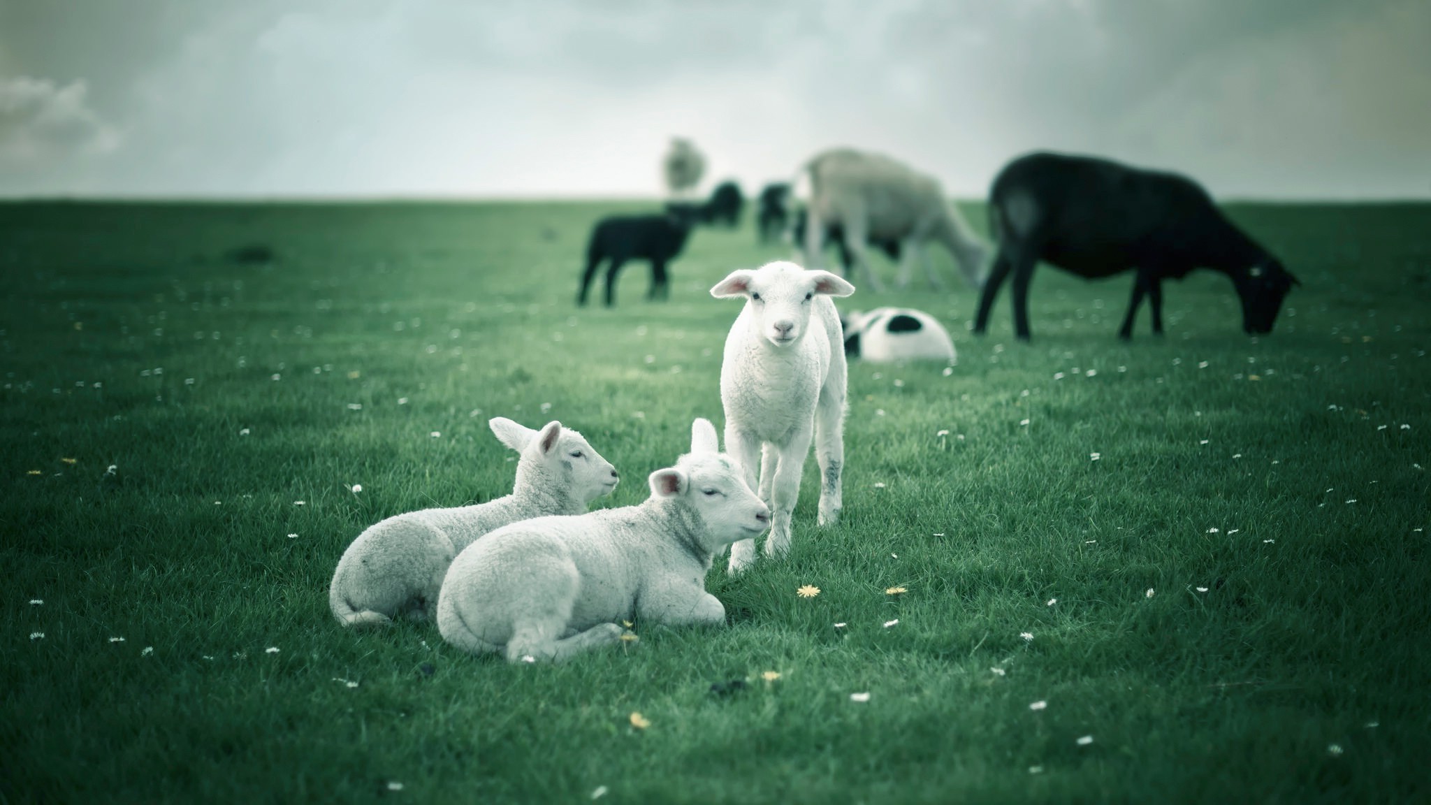 animals, Lamb Wallpapers HD / Desktop and Mobile Backgrounds.
