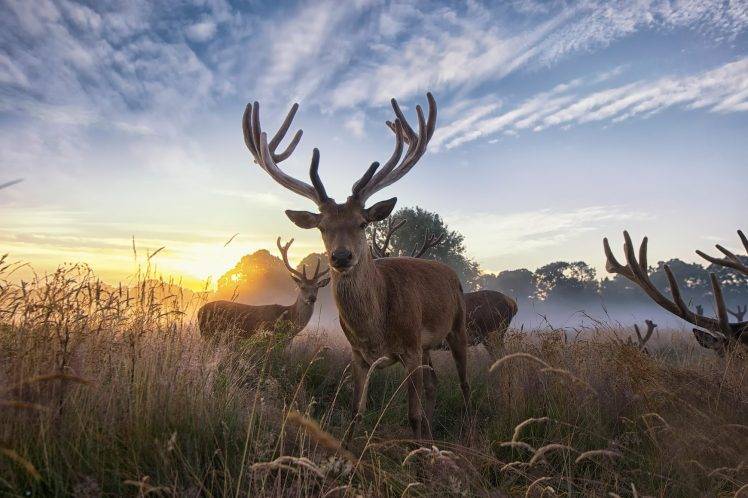 nature, Animals, Deer HD Wallpaper Desktop Background