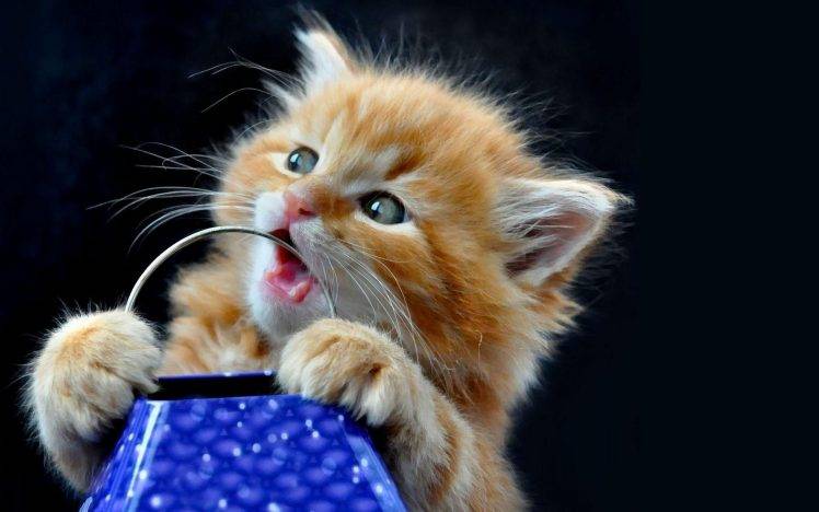 cat, Kittens, Animals HD Wallpaper Desktop Background