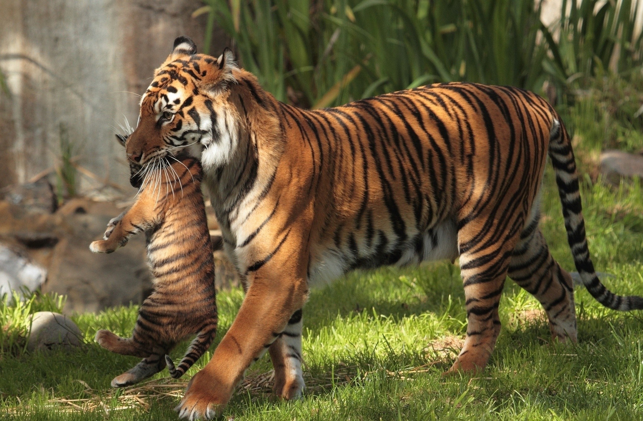 tiger, Animals Wallpaper