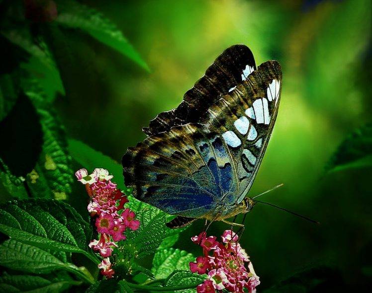 butterfly, Wings, Flowers, Animals HD Wallpaper Desktop Background