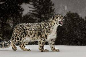 snow Leopards, Snow, Nature, Animals, Big Cats
