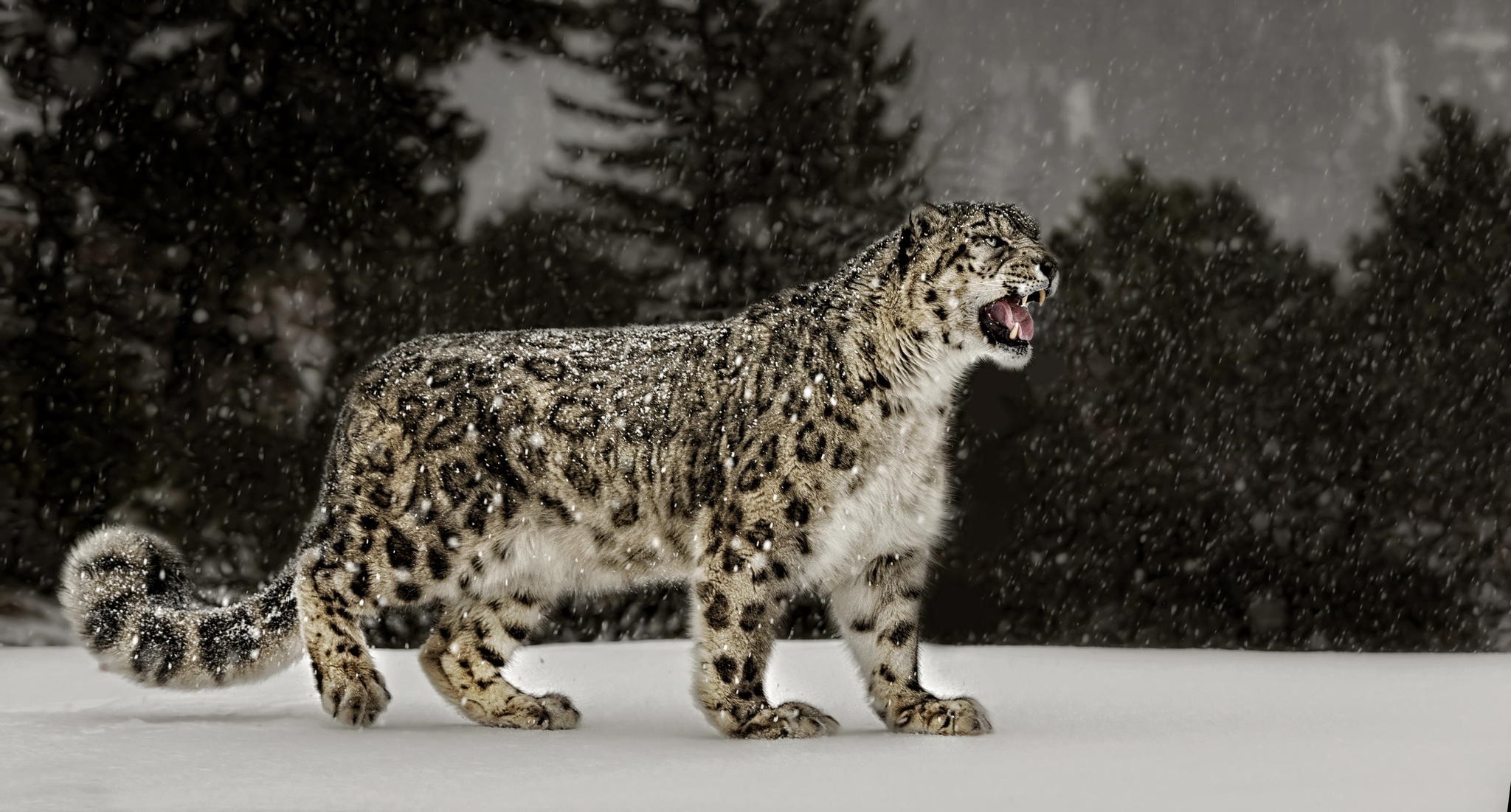 snow Leopards, Snow, Nature, Animals, Big Cats Wallpaper
