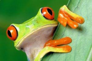 portrait Display, Nature, Animals, Frog, Red Eyed Tree Frogs, Leaves, Closeup, Depth Of Field